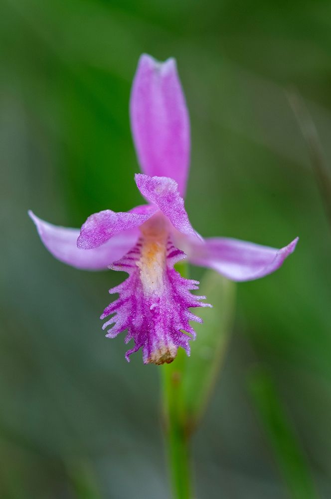 Canada-Ontario-Bruce Peninsula National Park Dragons mouth orchid close-up art print by Jaynes Gallery for $57.95 CAD